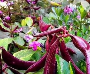 紫扁豆根的功效与作用 紫扁豆花的功效与作用