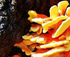 树蘑菇的功效和作用 树蘑菇的功效和作用禁忌