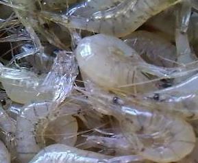 淡水小虾的营养价值 淡水小虾的营养价值与功效