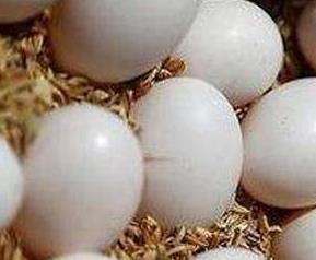 鸽子蛋的营养价值与功效（鸽子蛋的营养价值及功效）