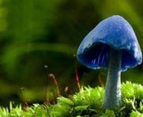 天蓝蘑菇的功效和作用 蘑菇有什么作用与功效