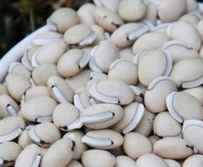 白扁豆的功效与作用 砂仁的功效与作用