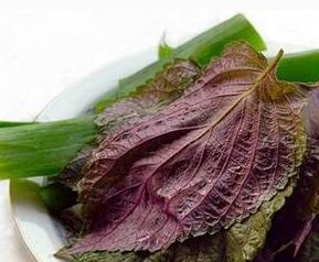 紫苏子叶的功效与作用及食用方法（紫色苏子叶的功效与作用及食用方法）