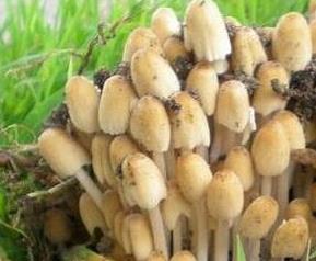 杨树蘑菇的功效与作用 杨树口蘑的功效与作用