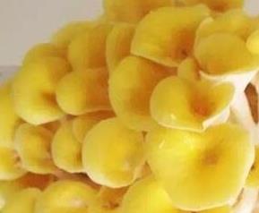 西藏黄金菇的功效和作用 西藏黄金菇的功效与作用