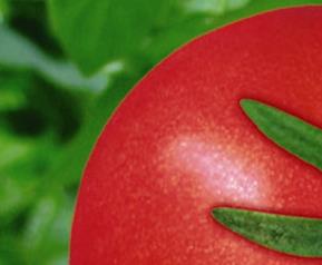 番茄红素的药理作用 番茄红素主要作用