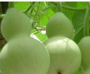 葫芦瓜的功效与作用 葫芦瓜的功效与作用及食用方法长