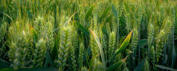 小麦灌浆期打什么药 小麦灌浆期打什么药合适