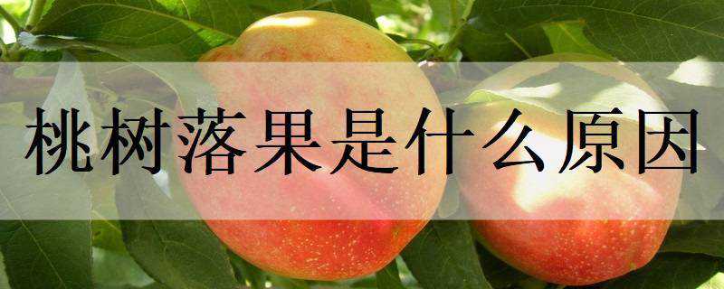 桃树落果是什么原因