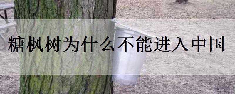 糖枫树为什么不能进入中国