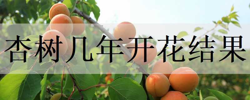 杏树几年开花结果