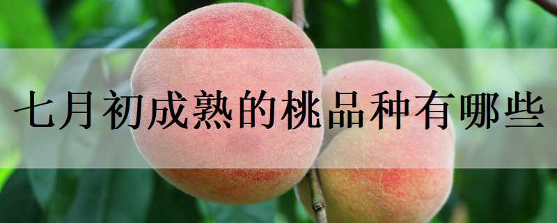 七月初成熟的桃品种有哪些