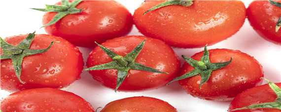 番茄的生长规律 番茄的生长规律是什么