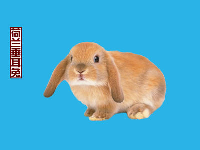 荷兰垂耳兔多少钱一只 荷兰兔垂耳兔多少钱一只