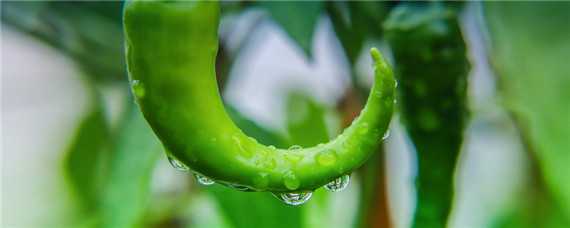 辣椒的种植需要什么肥料