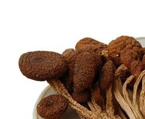 茶树菇营养价值 茶树菇营养价值表