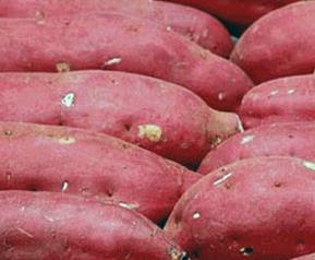 吃红薯的营养价值和好处 吃红薯的营养价值和好处是什么