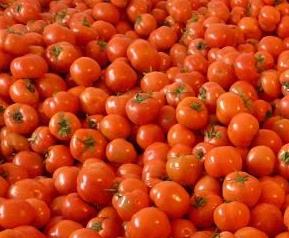 番茄树种植技巧 番茄树的种植方法
