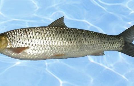 赤眼鳟鱼商品成鱼养殖技术 赤眼鳟鱼养殖条件