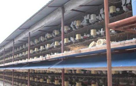 温室养殖大棚养殖鸽子的优点 鸽子养殖大棚的设计养鸽大棚