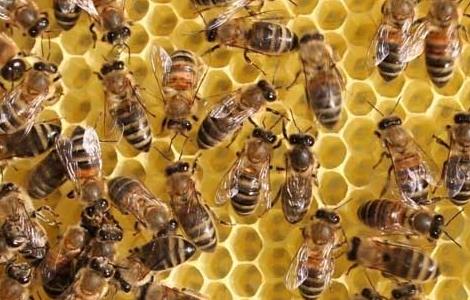 蜜蜂安全越冬的技术（蜜蜂过冬技术）