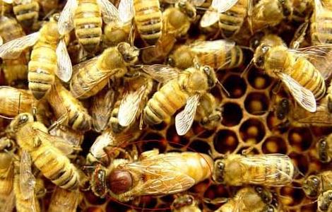 蜜蜂生产蜂王的培育技术（蜜蜂培育蜂王过程）