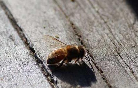 蜜蜂养殖场消毒技术 蜜蜂养殖场消毒技术培训