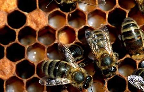 春天蜜蜂的繁殖技术（蜜蜂的早春繁殖技术）