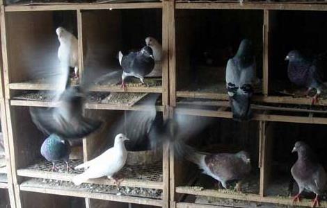 肉鸽如何进行大规模立体笼养 肉鸽如何进行大规模立体笼养训练