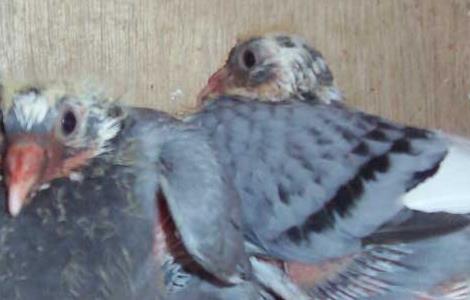 温度过低对乳鸽生长发育有哪些影响