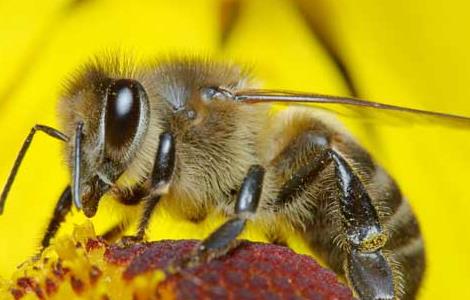 养蜂场养殖中蜂的优势（养蜂场养殖中蜂的优势是什么）