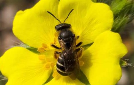 蜜蜂蜂群春季管理方案（蜜蜂蜂群春季管理方案怎么写）
