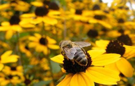 蜜蜂的双王繁殖技术 蜜蜂的双王繁殖技术视频
