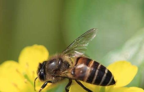 桶养中华蜜蜂有哪些缺点与不足