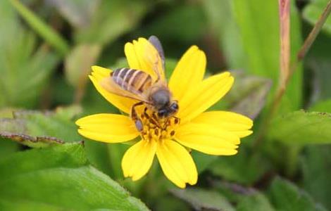 蜜蜂自然分蜂控制技术（蜜蜂分蜂过程）