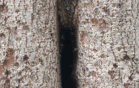 如何捕捉树洞里的野生蜜蜂