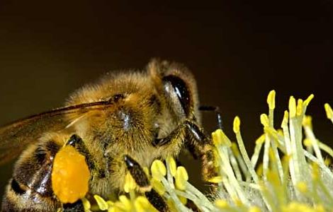 蜜蜂采蜜的过程 蜜蜂采蜜的过程描写100字