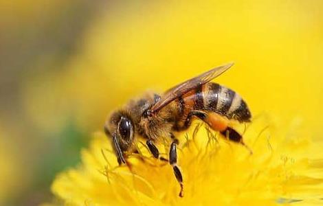 有哪些赞美蜜蜂的诗句（关于赞美蜜蜂的诗句）