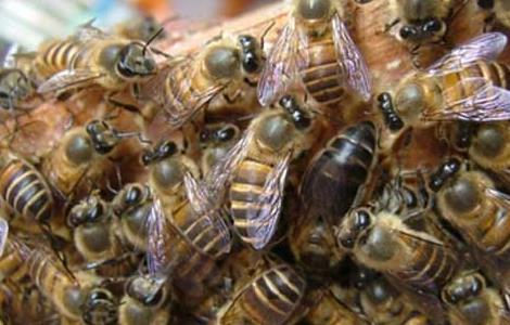 蜜蜂安全越冬的技术