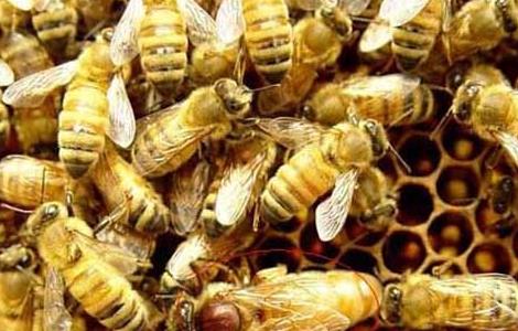 蜜蜂疾病观察诊断六个措施