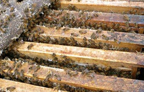 蜂王浆的功效与作用及其营养价值