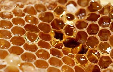 蜜蜂冬季养殖技术 蜜蜂冬季养殖技术与管理