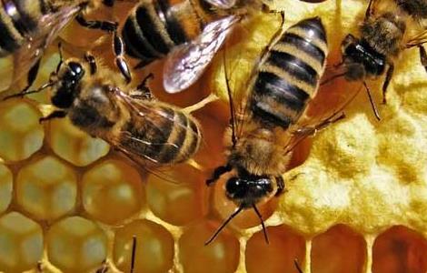 蜜蜂冬季养殖技术