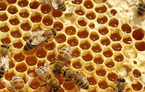 蜜蜂蜂场通常采用的几种消毒方法