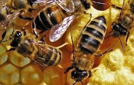 蜜蜂的生物天敌胡蜂的防治