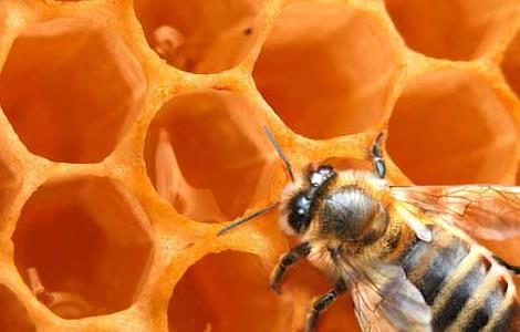 蜜蜂的生物天敌胡蜂的防治