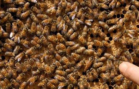 桶养中华蜜蜂有哪些缺点与不足