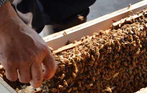 野生蜂群的诱捕技术