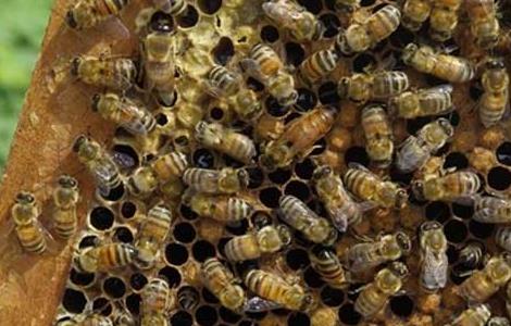蜜蜂养殖自然分蜂的控制和处理