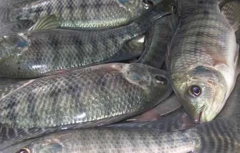罗非鱼养殖成本